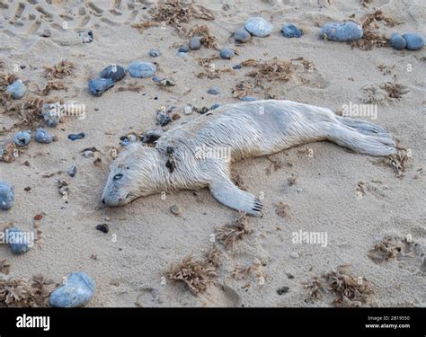 Dead Grey Seal Stock Photo Alamy