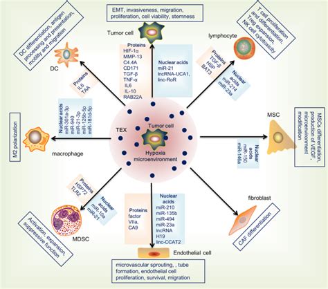 Exosome Orchestrated Hypoxic Tumor Microenvironment Molecular Cancer