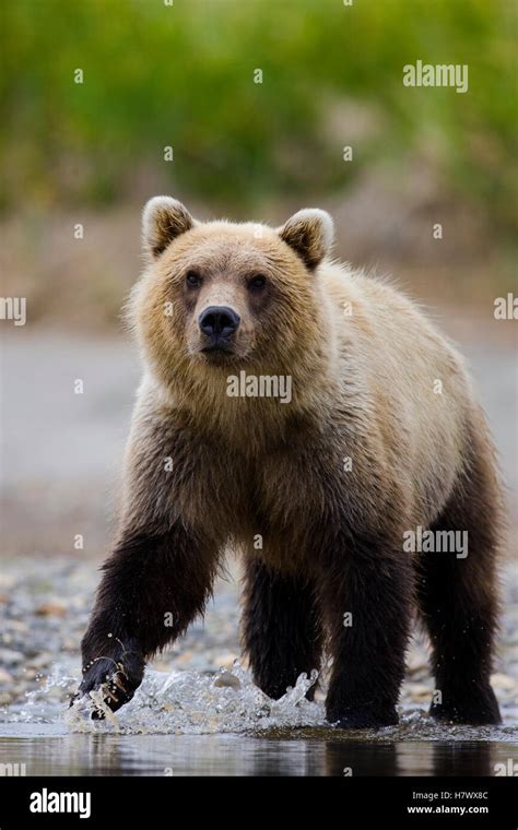 Grizzly Bear Ursus Arctos Horribilis Fishing For Salmon At Mouth Of