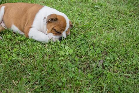 Perro Tendido En La Hierba Foto Premium