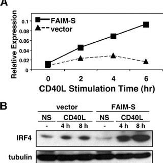 FAIM S Augments Plasma Cell Differentiation And CD40 Mediated Signaling