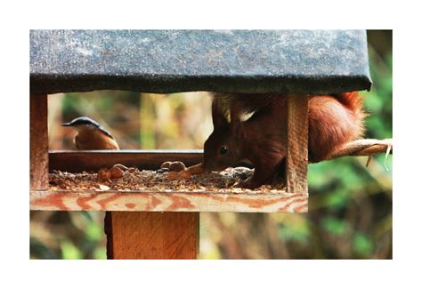 Im Vogelhaus Foto And Bild Eichhörnchen Natur Tiere Bilder Auf