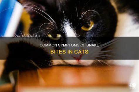 Common Symptoms Of Snake Bites In Cats Petshun