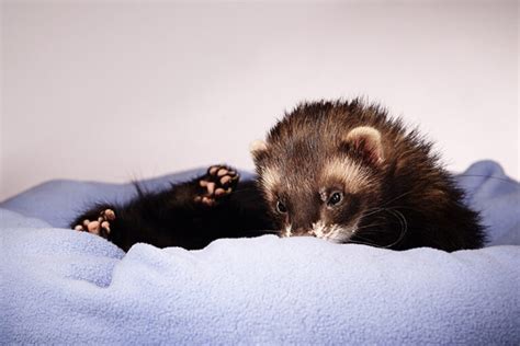 Black Sable Ferret: Info, Care, Pictures, Habitat & Traits | Hepper