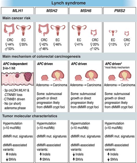 Lynch Syndrome A Single Hereditary Cancer Syndrome Or Multiple