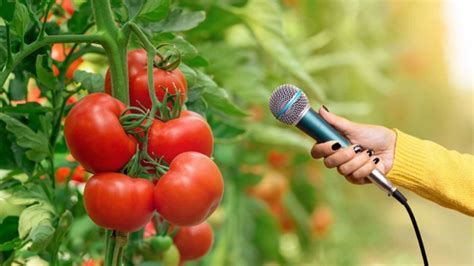 Las Plantas Lloran Cuando Sufren Beat Digital