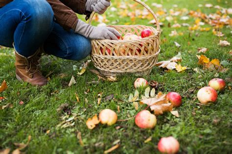 Gartenarbeit im April Alle To Dos im Gemüse und Ziergarten