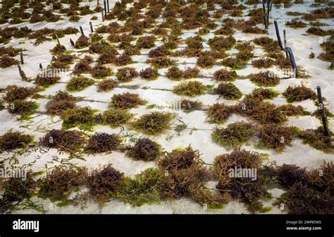 Cultivated seaweed (Eucheuma denticulatum) growing in rows in Jambiani ...