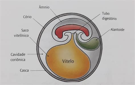 Anexos Embrionários O Que São Quais São Função Formação