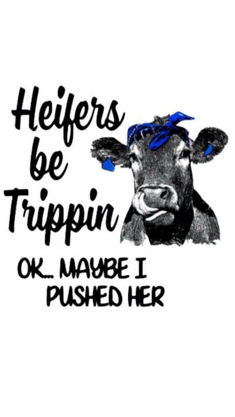 Pin On Sayings Cow Quotes Cows Funny Cow Pictures