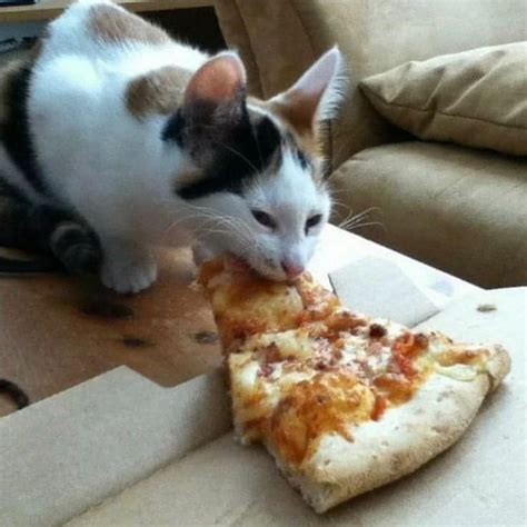 a cat is eating a slice of pizza