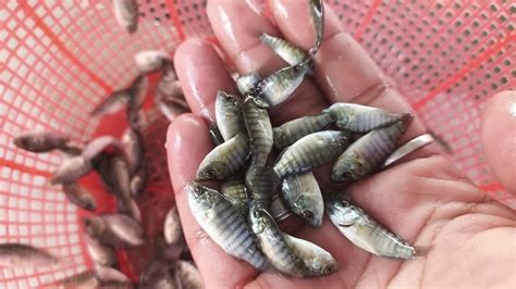 Monosex Tilapia Seeds For Fish Farming At Rs Piece In Naihati