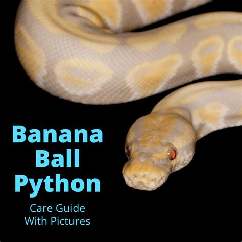 banana ball python snake care guide  pictures