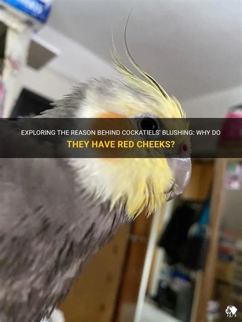 Exploring The Reason Behind Cockatiels Blushing Why Do They Have Red