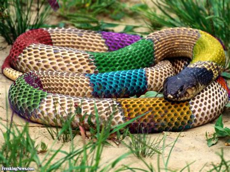 Most Beautiful Colored Snake Collection All About Photo