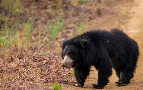 types  bear species   india himalayan sloth malayan