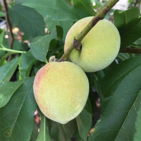 Peach Tree Archives Vivero Growers Nursery