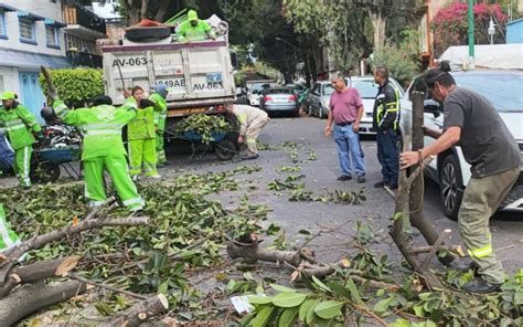 Preocupante la caída de árboles en CDMX Ibero La Prensa Noticias