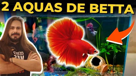 OS DOIS AQUÁRIOS DE BETTAS DA INSCRITA DAFNE Mr Betta YouTube