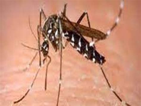 More Than 200 Confirmed Cases Of Dengue डेंगू के 200 से ज्यादा मामलों