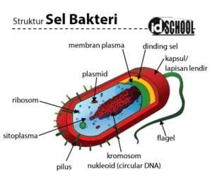 Struktur Sel Bakteri Dan Fungsinya Homecare