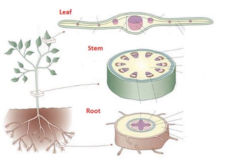 Leaf structure Diagram | Quizlet