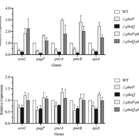 Phopphoq Is Involved In The Regulation Of Genes Related To Lps