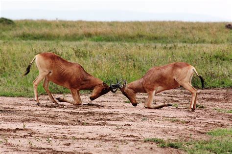 fighting hartebeest male hartebeest strenuously defend  flickr