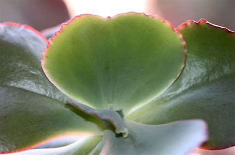 Echeveria Gigantea Cm Pot Thgis Plant Was Boug Flickr