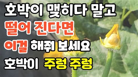 맷돌호박인공수정방법 애호박숫꽃으로 맷돌호박에 인공수분하기 맷돌호박착과방법 맷돌호박재배기숳 Youtube