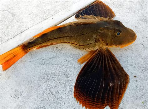 Sea Robin Striped Uconn Fishmate