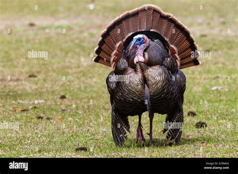 Wild Male Turkey Meleagris Gallopavo Breeding Display Cumberland