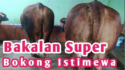 Review Harga Sapi Terbaru Di Agen Sapi Cak Sutris Bakalan Super Bokong