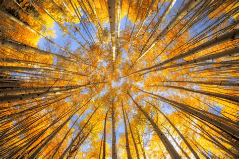 Colorado Fall Foliage | Lars Leber Photography