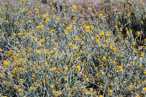 Yellow starthistle