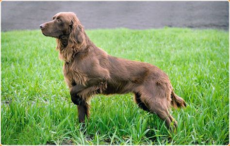 German Longhaired Pointer - Puppies, Price, Facts, Breeders, Temperament | Animals Adda