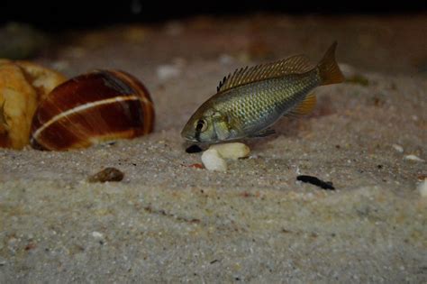 Astatotilapia Sp Calliptera Chizumulu Chizumulu Island