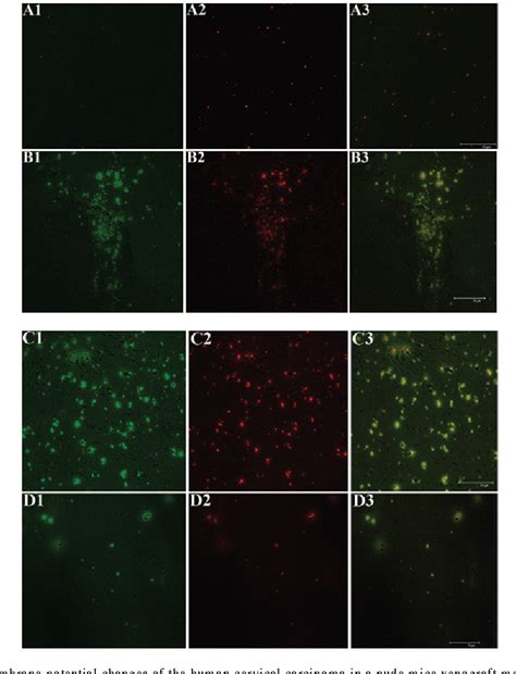 Figure 1 From Picosecond Pulsed Electric Fields Induce Apoptosis In A