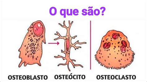 Osteoblastos Osteoclastos E Oste Citos Youtube