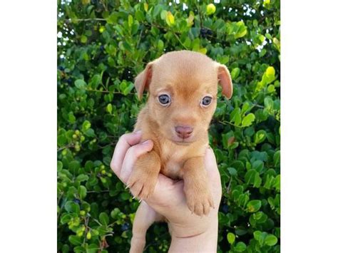 Beautiful mini chihuahua puppies for sale Miami - Puppies for Sale Near Me