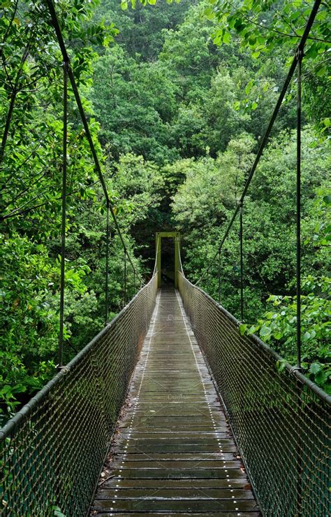 Suspension Bridge In Rainforest Over The River Suspension Bridge