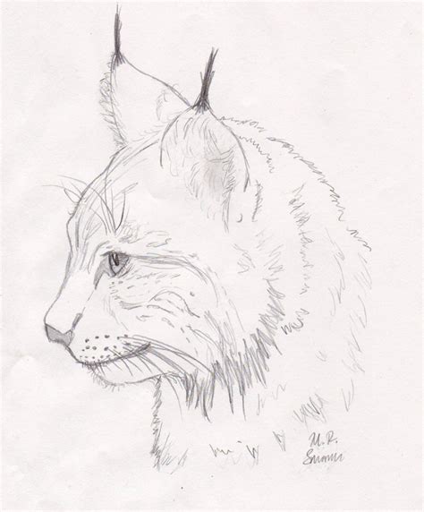 Lynx Pencil Portrait by lavandel on deviantART