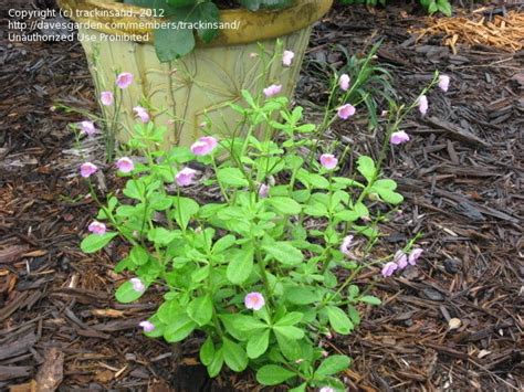 Plantfiles Pictures Talinum Species Ceylon Spinach Philippine