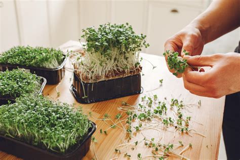 Tips To Grow An Indoor Herb Garden Venkatesh Buildcon