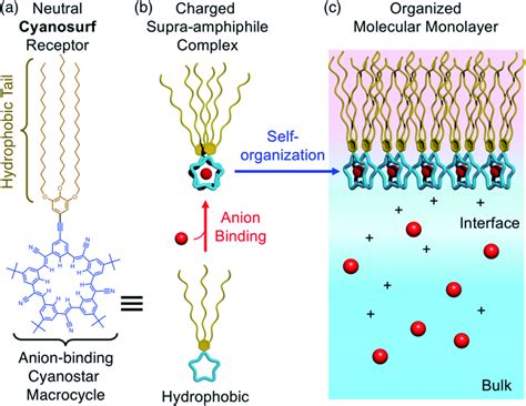 A Molecular Design And Structure Of The Anion Binding Cyanosurf