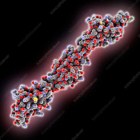 titin chain stock image  science photo library