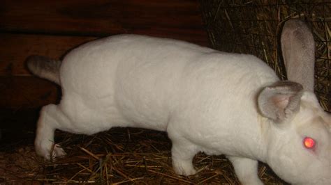 Кролик породы РЕКС | «КроликоВед»