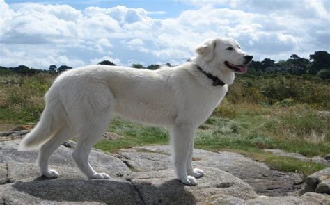 All About Maremma Sheepdog – Origin, Behavior, Trainability, Puppy ...