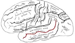 Superior temporal sulcus - Location, Functions and Pictures