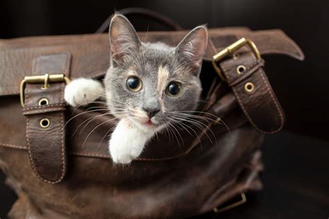 Will A Cat Scratch Leather 6 Ways To Deter It